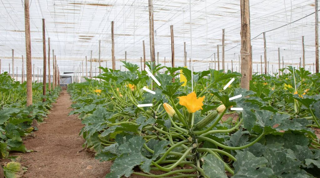 Imagen de un cultivo de calabacín crudo en un invernadero en Almería, España. El huerto está muy bien cuidado y presenta un proceso manual. Esta imagen acompaña el texto que menciona cómo el clima cálido natural de Almería proporciona el entorno perfecto para el desarrollo del calabacín crudo CRÜ.